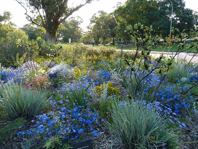 (10) Native flowers in the Botanical Gardens .JPG